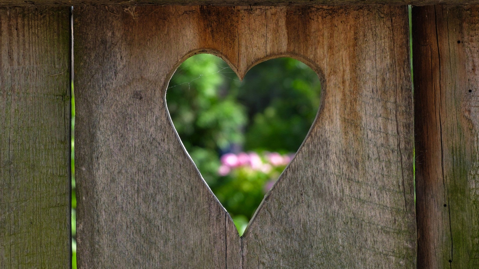 Heart-shaped cutout in a wooden fence with blurred greenery in the background